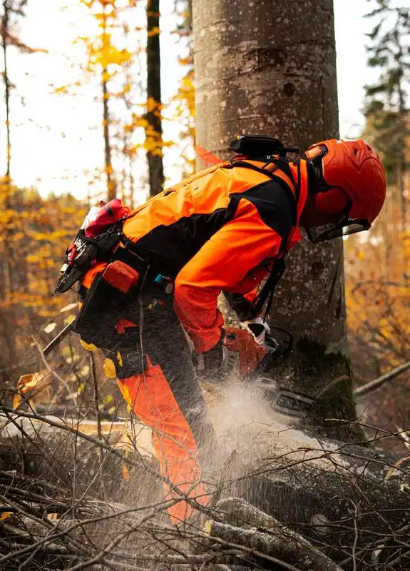 Forstwirt bei der Fällung mit Kettensäge, ausgerüstet mit Forstgürtel Set FW-GS001 im herbstlichen Wald